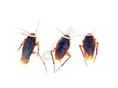 在白色背景中孤立的蟑螂图片