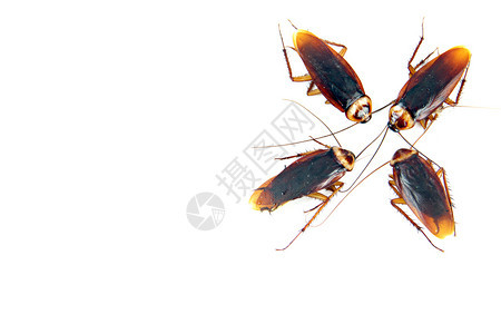 四只蟑螂在白色背景上被孤立图片