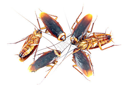 许多蟑螂在白色背景上被孤立图片