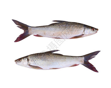 七条鱼或朱利安的淡水鱼金雕在白色背景中隔绝有剪切路径图片
