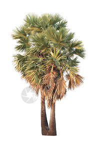 热带树或糖棕榈在白色背景中隔离用于装饰自然设计的思想图片