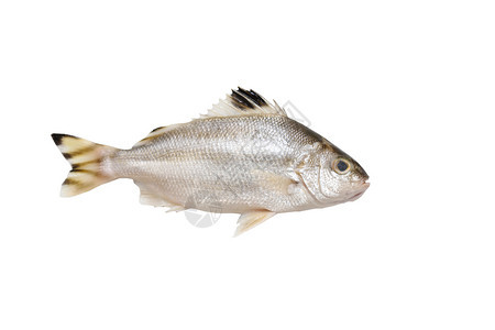 格鲁特鱼在白色背景与剪切路径隔离背景图片