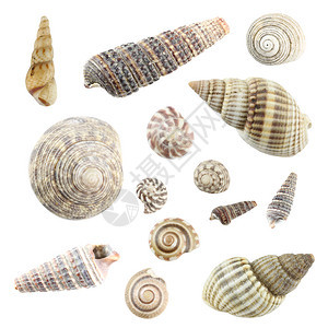 海壳是白色背景的孤立海壳图片