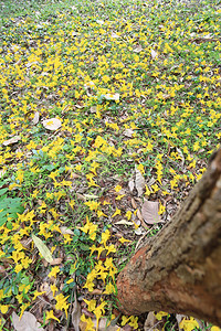 黄角树或巴拉圭在春园绿草坪上开花图片