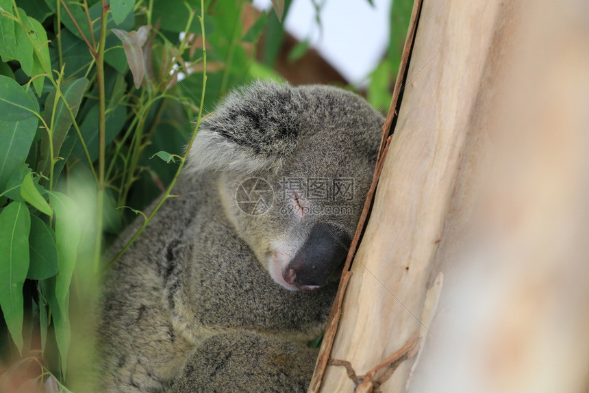 考拉熊睡在动物园的树上图片