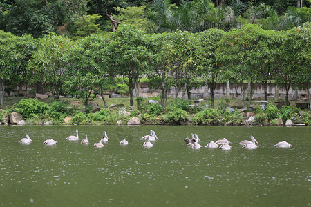 在池塘中涂漆的斯托克白鲸草迁移到大群鸟的热带类图片