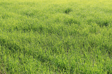 种植田里的水稻厂设计你的工作自然食品概念图片