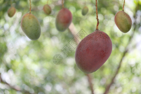 花园果树上的新鲜热带芒果泰国的夏天实图片