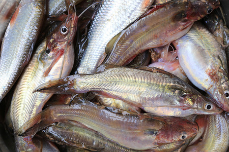 泰国本地烹饪原料的新鲜两地鱼背景图片