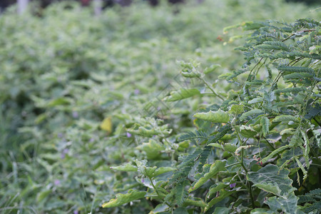 蔬菜园里的泰国茄子树香料用来设计蔬菜食物的概念图片