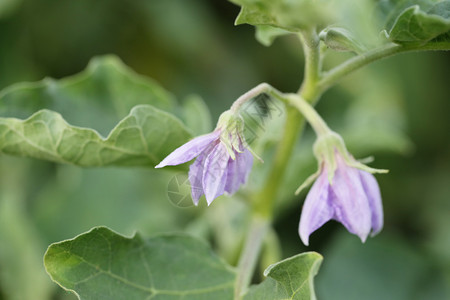 茄子花图片 茄子花素材 茄子花高清图片 摄图网图片下载