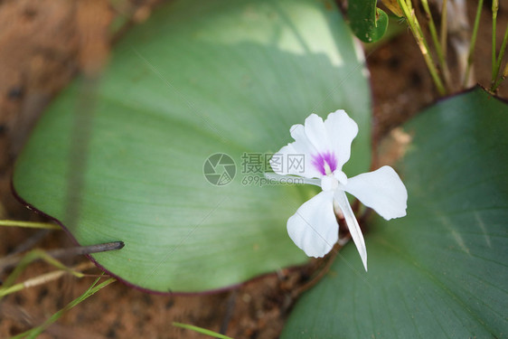 用于治疗腹部疼痛和寒冷的药用植物图片