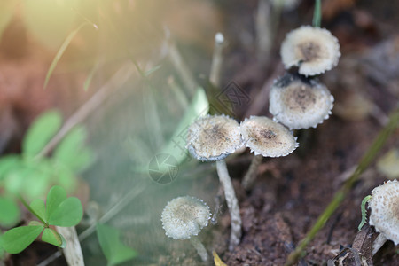 泰国雨林中有毒蘑菇在地面上的新帽图片