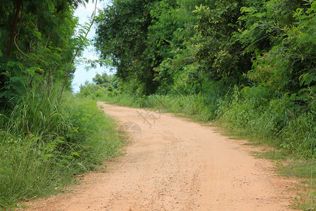 通往森林的道路两边都有树木背景图片