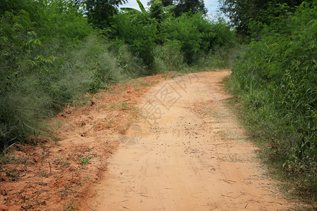 通往森林的道路两边都有树木背景图片