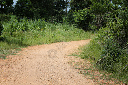 通往森林的道路两边都有树木背景图片