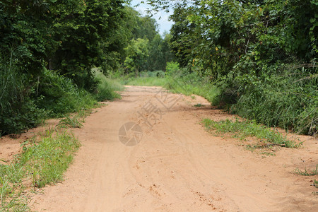 通往森林的道路两边都有树木图片