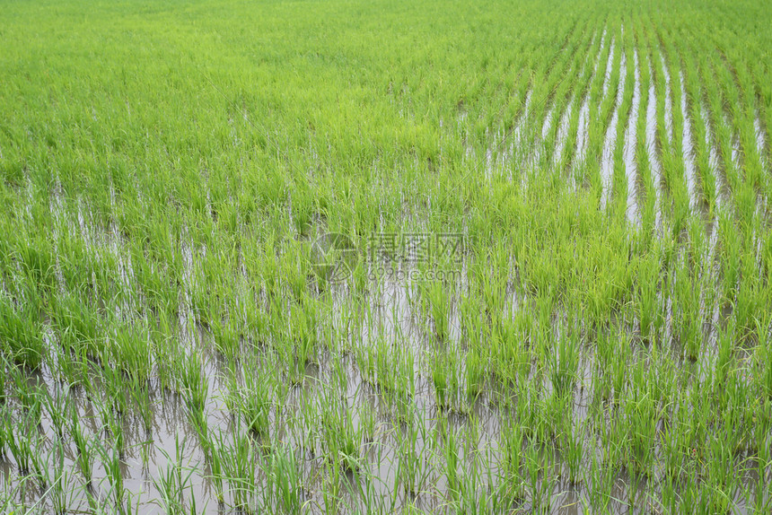 田地上种稻农村地图片