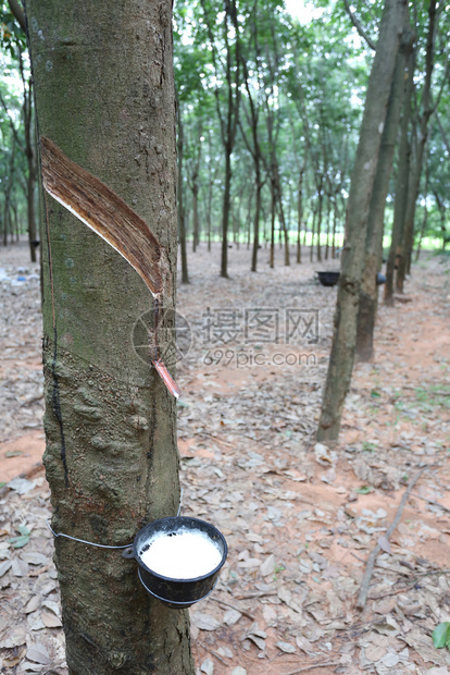 在泰国KhonKaen省橡胶树种植园的黑杯中图片