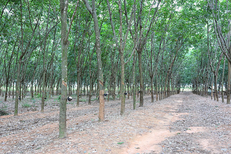 泰国KhonKaen省种植橡胶树图片