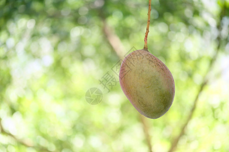 花园果树上的新鲜热带芒果泰国的夏天实图片
