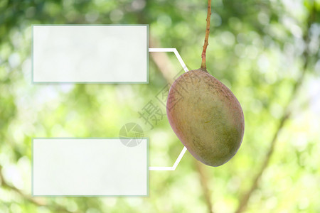 花园果树上的新鲜热带芒果并有白色文字框供您在工作中思考文字输入图片