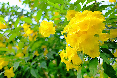 黄老花或Tampetbush花朵在夏季园的树上开背景图片