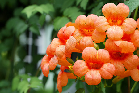 橙色Cordia花朵盛开在树上花朵多彩的热带图片