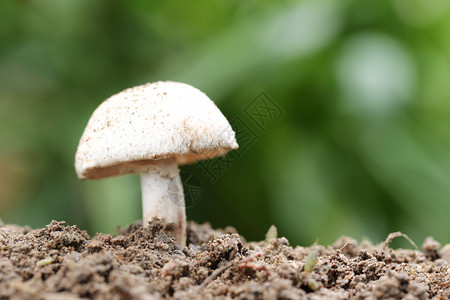 热带有毒蘑菇在植物自然的森林概念中蓬勃发展图片