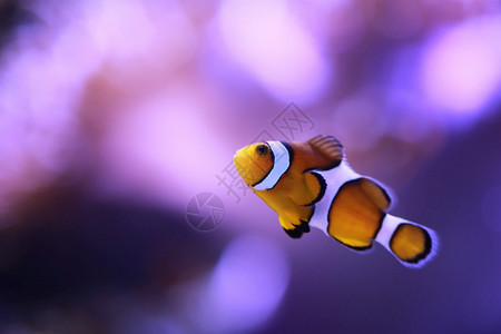 关注的焦点是小丑鱼或的眼睛海沿珊瑚礁的被儿童爱戴图片