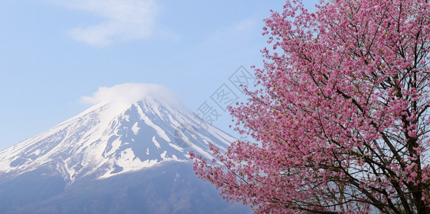 富士山和樱桃树枝在蓝天下开花藤山之景和树在日本川口市背景图片