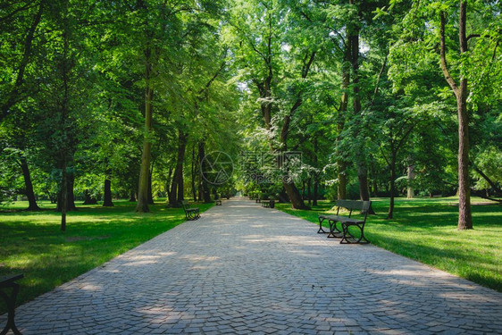 华沙波兰Lazienki公园绿树的美丽小巷图片