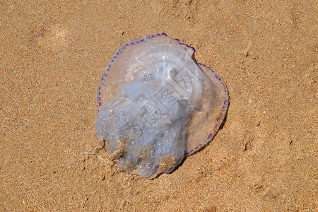 JellyfishRhizostoma根绳被扔到海边死水母JellyfishRhizostoma根绳被扔到海边死水母图片