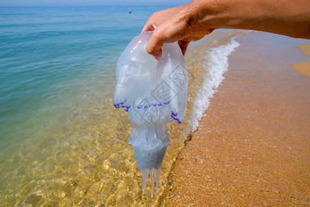 水母根口根绳抛向海边死水母水母在男人手里水母根口根绳抛向海边死水母男人手里的水母图片