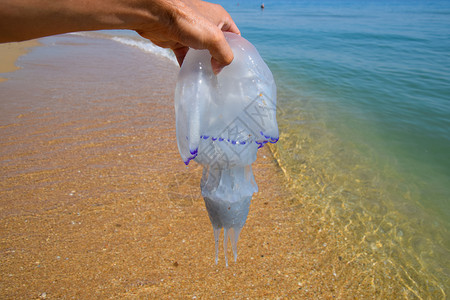 水母根口根绳抛向海边死水母水母在男人手里水母根口根绳抛向海边死水母男人手里的水母图片