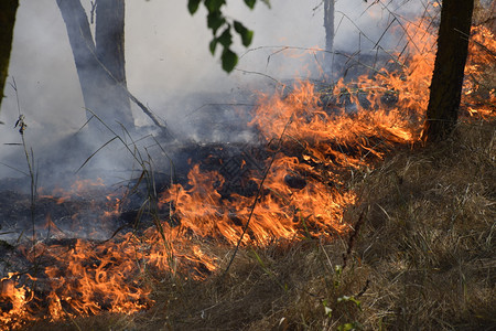 森林里着火了森林垃圾中的火和烟森林里的草在燃烧森林火灾森林里着火了森林垃圾中的火和烟森林里的草在燃烧森林火灾图片