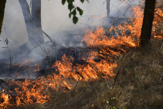 森林里着火了森林垃圾中的火和烟森林里的草在燃烧森林火灾森林里着火了森林垃圾中的火和烟森林里的草在燃烧森林火灾图片
