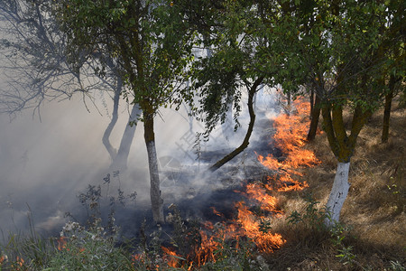森林里着火了森林垃圾中的火和烟森林里的草在燃烧森林火灾森林里着火了森林垃圾中的火和烟森林里的草在燃烧森林火灾图片