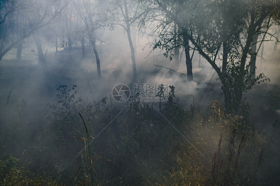 森林里着火了森林垃圾中的火和烟森林里的草在燃烧森林火灾森林里着火了森林垃圾中的火和烟森林里的草在燃烧森林火灾图片