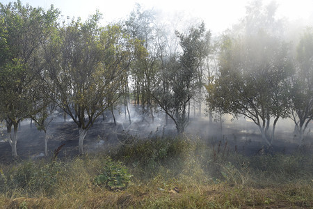 森林里着火了森林垃圾中的火和烟森林里的草在燃烧森林火灾森林里着火了森林垃圾中的火和烟森林里的草在燃烧森林火灾图片