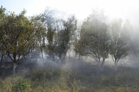 森林里着火了森林垃圾中的火和烟森林里的草在燃烧森林火灾森林里着火了森林垃圾中的火和烟森林里的草在燃烧森林火灾图片