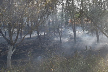 森林里着火了森林垃圾中的火和烟森林里的草在燃烧森林火灾森林里着火了森林垃圾中的火和烟森林里的草在燃烧森林火灾图片