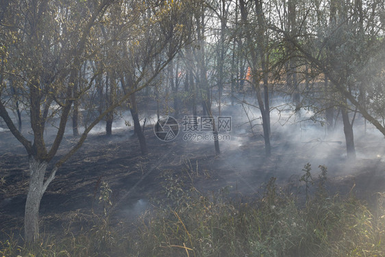 森林里着火了森林垃圾中的火和烟森林里的草在燃烧森林火灾森林里着火了森林垃圾中的火和烟森林里的草在燃烧森林火灾图片