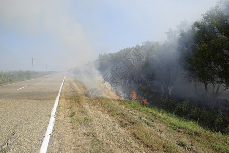 森林里着火了森林垃圾中的火和烟森林里的草在燃烧森林火灾森林里着火了森林垃圾中的火和烟森林里的草在燃烧森林火灾图片