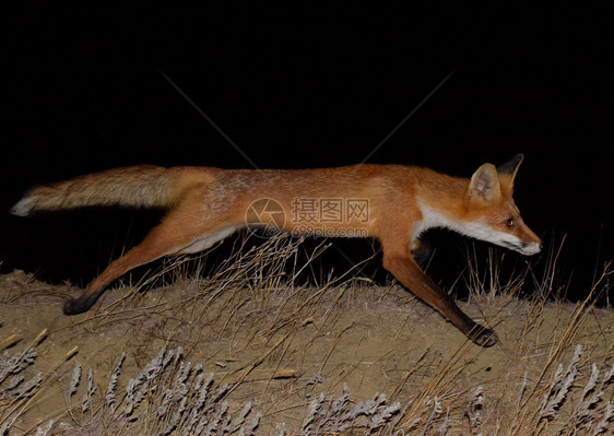 红狐一只像狗样的动物狐狸晚上在干草丛中寻找食物图片