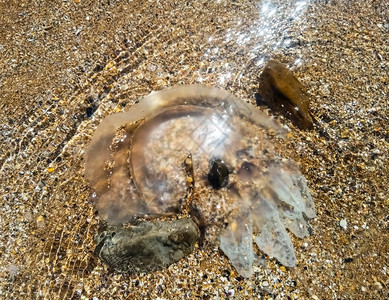 浅水中的死母Rhizostoma根绳被扔到海边水母浅中的母亡Rhizostoma根绳被扔到海边水母图片
