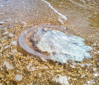 浅水中的死母Rhizostoma根绳被扔到海边水母浅中的母亡Rhizostoma根绳被扔到海边水母图片