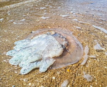 浅水中的死母Rhizostoma根绳被扔到海边水母浅中的母亡Rhizostoma根绳被扔到海边水母图片