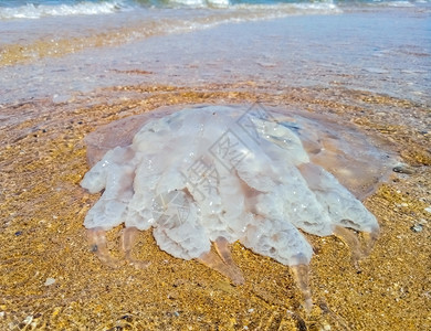 浅水中的死母Rhizostoma根绳被扔到海边水母浅中的母亡Rhizostoma根绳被扔到海边水母图片