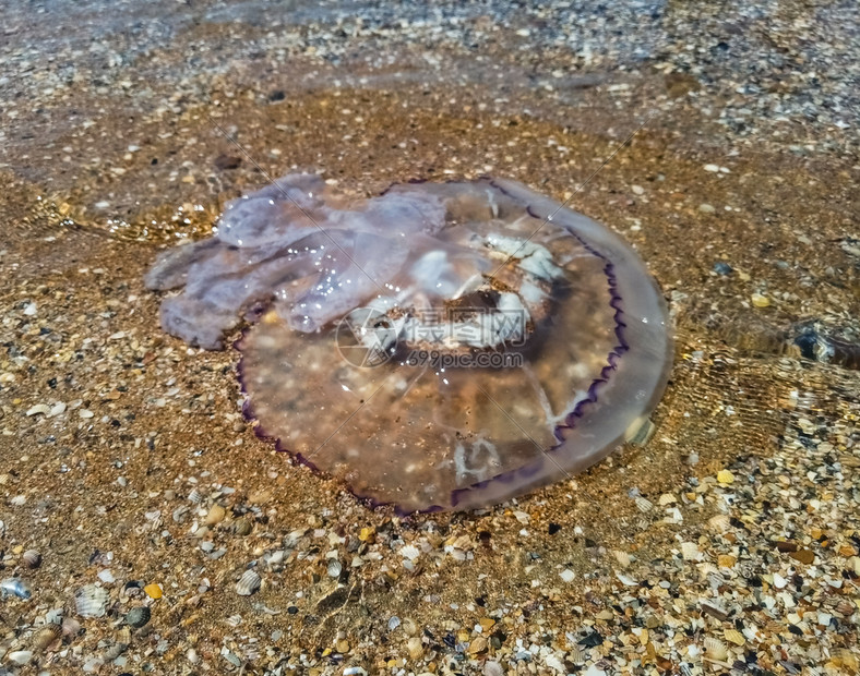浅水中的死母rhizostoma根绳被扔到海边水母浅中的母亡rhizostoma根绳